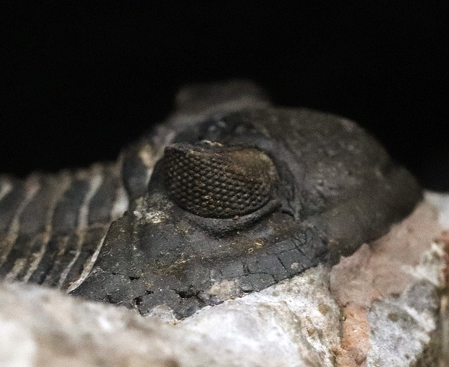 モロッコ産デボン紀の三葉虫、ホラルドプス・ハイフィンケリ(Hollardops hyfinkeli)の上質個体(その7)