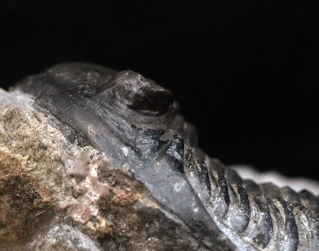 モロッコ産デボン紀の三葉虫、ホラルドプス・ハイフィンケリ(Hollardops hyfinkeli)の上質個体(その8)