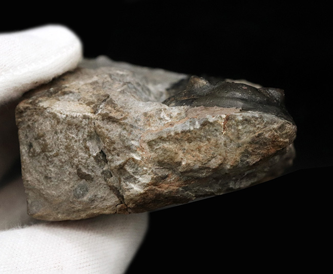 モロッコ産デボン紀の三葉虫、ホラルドプス・ハイフィンケリ(Hollardops hyfinkeli)の上質個体(その9)