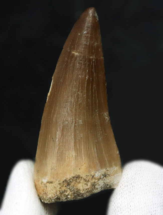 白亜紀後期における最強かつ最大の捕食者、モササウルス(Mosasaurus)の長く美しい歯化石(その1)
