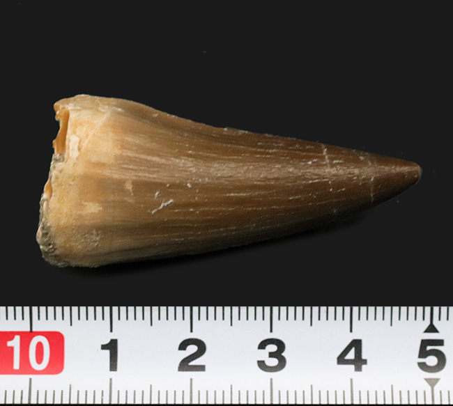 白亜紀後期における最強かつ最大の捕食者、モササウルス(Mosasaurus)の長く美しい歯化石(その6)