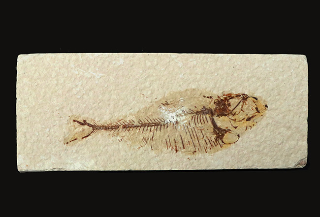 ビッグ！米国ワイオミング州の公式の化石、古代魚ナイティア（Knightia）の大型標本（その1）
