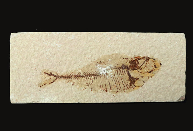 ビッグ!米国ワイオミング州の公式の化石、古代魚ナイティア(Knightia)の大型標本(その1)