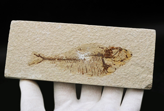 ビッグ!米国ワイオミング州の公式の化石、古代魚ナイティア(Knightia)の大型標本(その2)