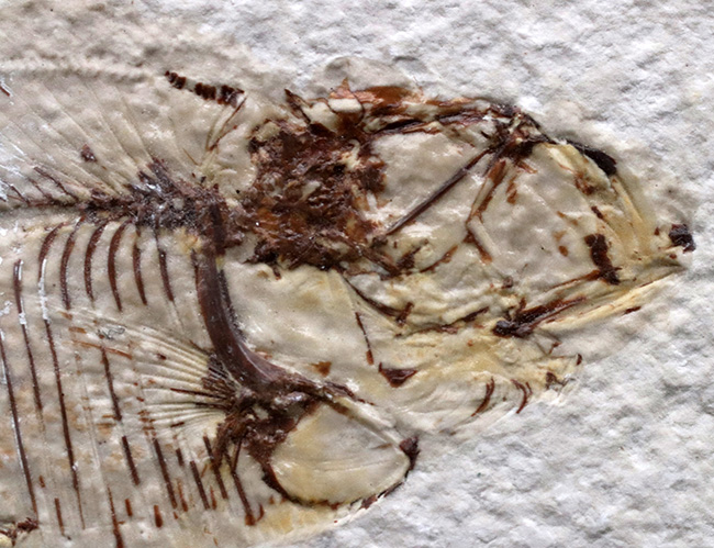 ビッグ!米国ワイオミング州の公式の化石、古代魚ナイティア(Knightia)の大型標本(その3)