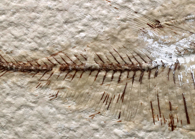 ビッグ！米国ワイオミング州の公式の化石、古代魚ナイティア（Knightia）の大型標本（その4）