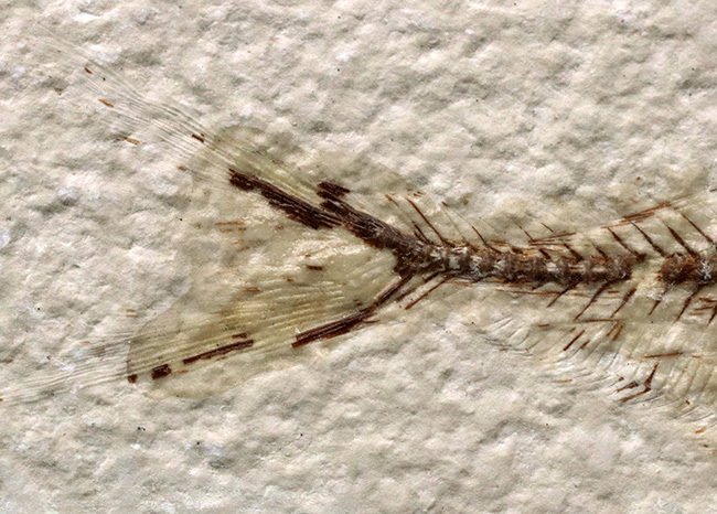 ビッグ!米国ワイオミング州の公式の化石、古代魚ナイティア(Knightia)の大型標本(その5)