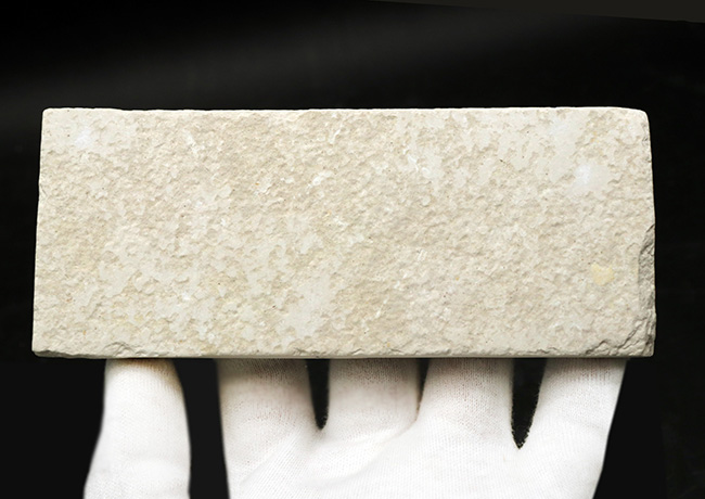 ビッグ!米国ワイオミング州の公式の化石、古代魚ナイティア(Knightia)の大型標本(その6)