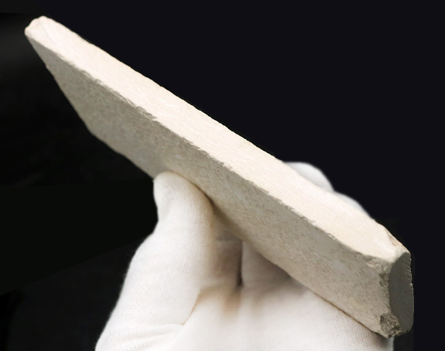 ビッグ!米国ワイオミング州の公式の化石、古代魚ナイティア(Knightia)の大型標本(その7)