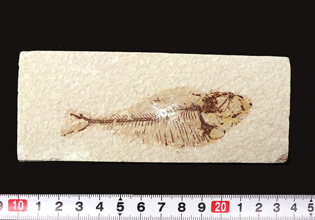 ビッグ！米国ワイオミング州の公式の化石、古代魚ナイティア（Knightia）の大型標本（その8）