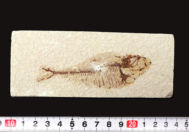 ビッグ!米国ワイオミング州の公式の化石、古代魚ナイティア(Knightia)の大型標本(その8)