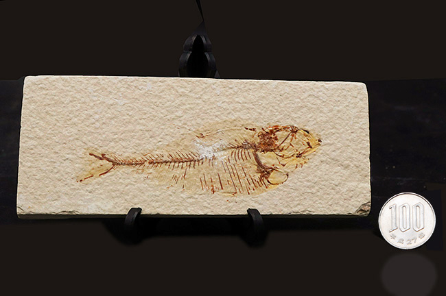 ビッグ!米国ワイオミング州の公式の化石、古代魚ナイティア(Knightia)の大型標本(その9)