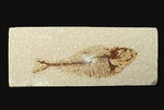 ビッグ！米国ワイオミング州の公式の化石、古代魚ナイティア（Knightia）の大型標本