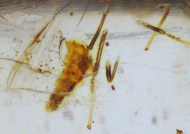 大小２０匹弱もの虫が内包！１３５ミリに達する、マダガスカル産のロングコーパル（Copal）（その12）
