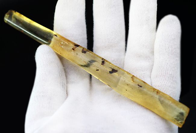 大小20匹弱もの虫が内包!135ミリに達する、マダガスカル産のロングコーパル(Copal)(その2)