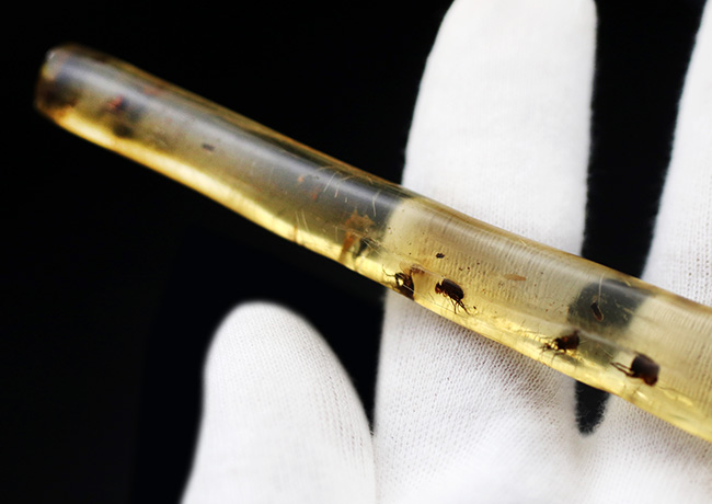 大小20匹弱もの虫が内包!135ミリに達する、マダガスカル産のロングコーパル(Copal)(その3)