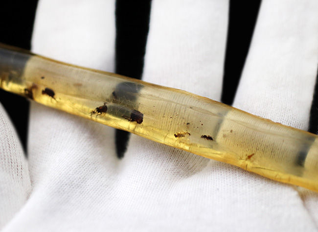大小20匹弱もの虫が内包!135ミリに達する、マダガスカル産のロングコーパル(Copal)(その4)