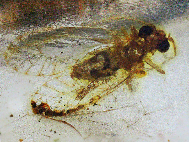 大小20匹弱もの虫が内包!135ミリに達する、マダガスカル産のロングコーパル(Copal)(その7)