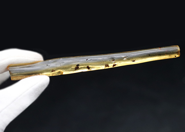 大小20匹弱もの虫が内包!135ミリに達する、マダガスカル産のロングコーパル(Copal)(その9)