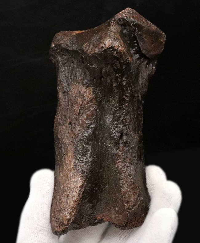 これで1本の指!およそ3万年前の、非常に立派なケブカサイの中足骨(指の骨)の化石(Woolly rhinoceros)(その1)