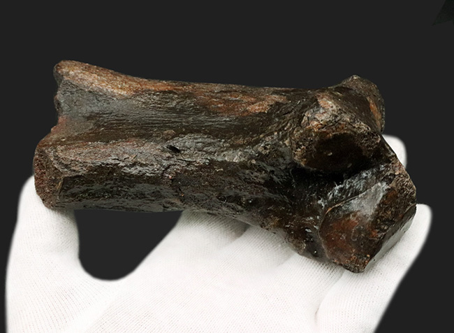これで１本の指！およそ３万年前の、非常に立派なケブカサイの中足骨（指の骨）の化石（Woolly rhinoceros）（その2）