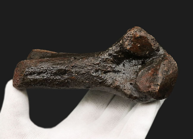 これで１本の指！およそ３万年前の、非常に立派なケブカサイの中足骨（指の骨）の化石（Woolly rhinoceros）（その3）