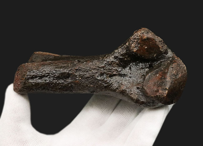 これで1本の指!およそ3万年前の、非常に立派なケブカサイの中足骨(指の骨)の化石(Woolly rhinoceros)(その3)