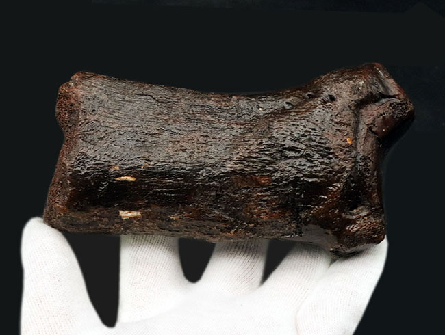 これで１本の指！およそ３万年前の、非常に立派なケブカサイの中足骨（指の骨）の化石（Woolly rhinoceros）（その4）
