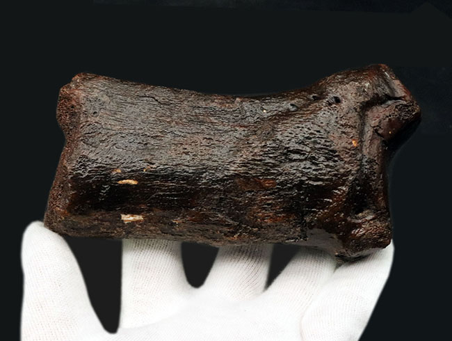 これで1本の指!およそ3万年前の、非常に立派なケブカサイの中足骨(指の骨)の化石(Woolly rhinoceros)(その4)