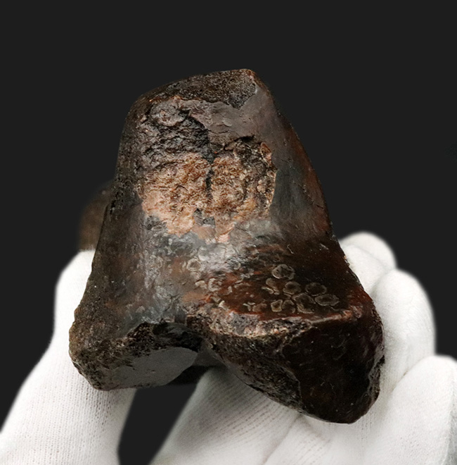 これで1本の指!およそ3万年前の、非常に立派なケブカサイの中足骨(指の骨)の化石(Woolly rhinoceros)(その5)