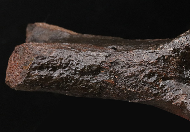 これで１本の指！およそ３万年前の、非常に立派なケブカサイの中足骨（指の骨）の化石（Woolly rhinoceros）（その6）