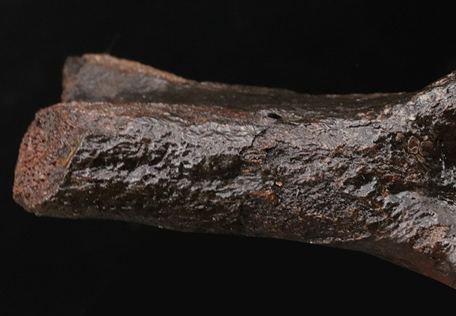 これで1本の指!およそ3万年前の、非常に立派なケブカサイの中足骨(指の骨)の化石(Woolly rhinoceros)(その6)