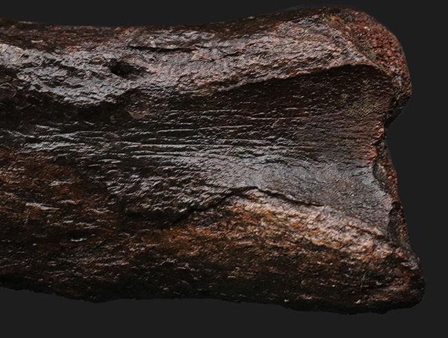 これで1本の指!およそ3万年前の、非常に立派なケブカサイの中足骨(指の骨)の化石(Woolly rhinoceros)(その7)