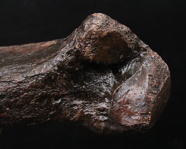 これで1本の指!およそ3万年前の、非常に立派なケブカサイの中足骨(指の骨)の化石(Woolly rhinoceros)(その8)