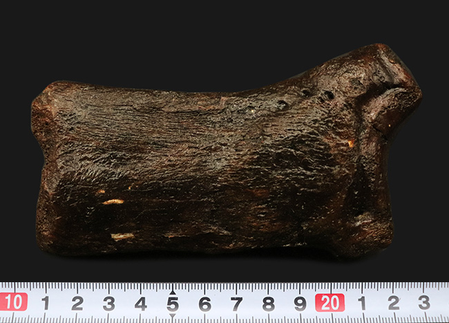 これで１本の指！およそ３万年前の、非常に立派なケブカサイの中足骨（指の骨）の化石（Woolly rhinoceros）（その9）