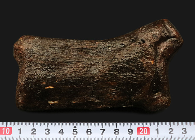 これで1本の指!およそ3万年前の、非常に立派なケブカサイの中足骨(指の骨)の化石(Woolly rhinoceros)(その9)