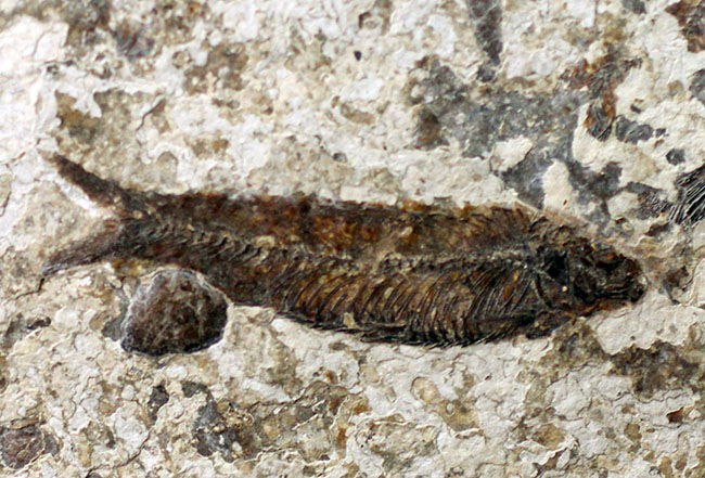 米国ワイオミング州の公式化石、およそ5000万年前の古代魚、ナイティア(Knightia eocaena)の化石(その1)