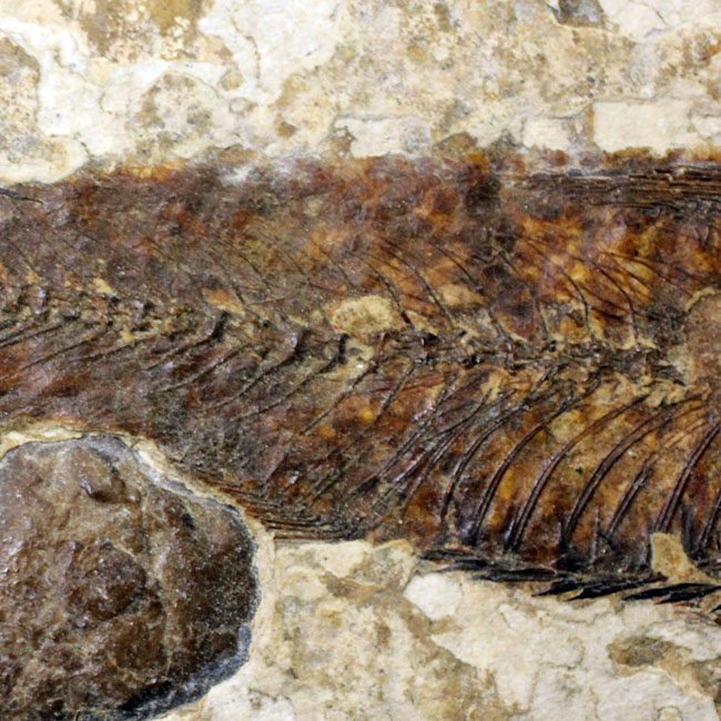 米国ワイオミング州の公式化石、およそ５０００万年前の古代魚、ナイティア（Knightia eocaena）の化石（その10）