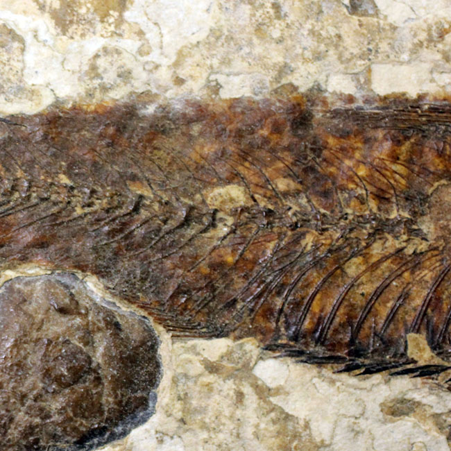 米国ワイオミング州の公式化石、およそ5000万年前の古代魚、ナイティア(Knightia eocaena)の化石(その10)