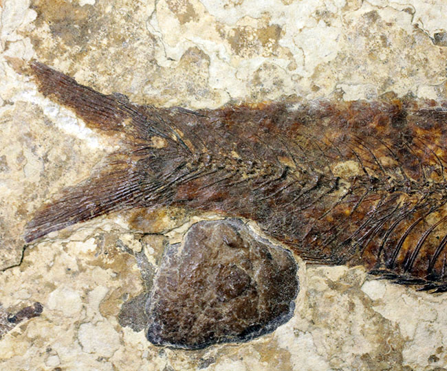 米国ワイオミング州の公式化石、およそ５０００万年前の古代魚、ナイティア（Knightia eocaena）の化石（その11）