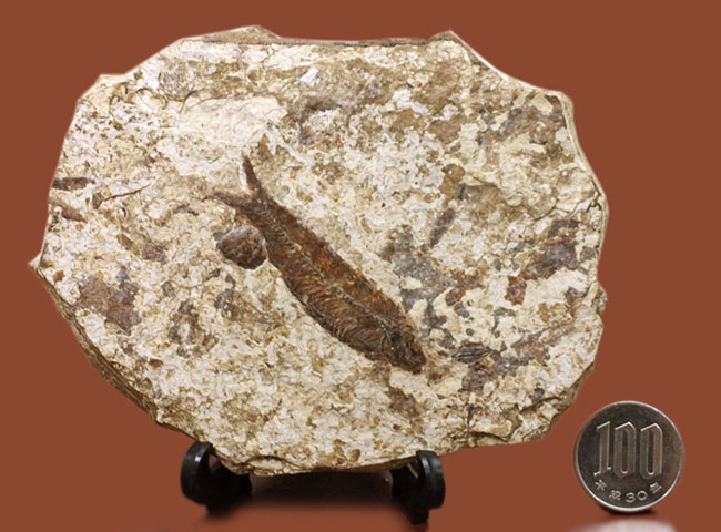 米国ワイオミング州の公式化石、およそ５０００万年前の古代魚、ナイティア（Knightia eocaena）の化石（その12）