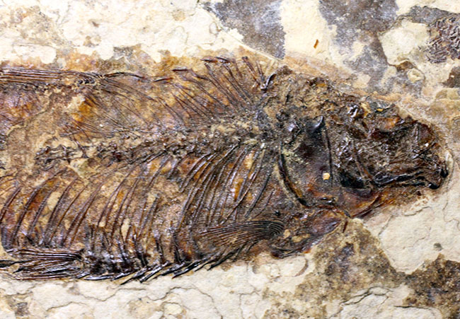 米国ワイオミング州の公式化石、およそ５０００万年前の古代魚、ナイティア（Knightia eocaena）の化石（その2）