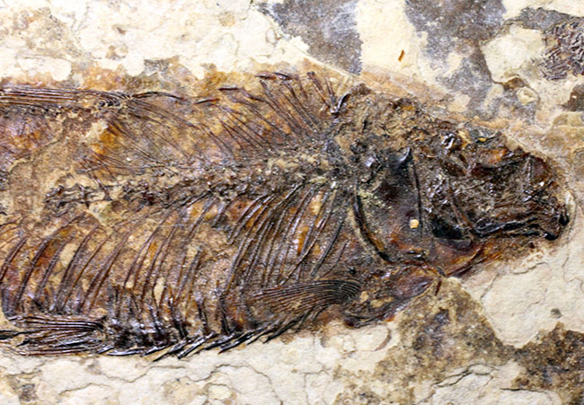 米国ワイオミング州の公式化石、およそ5000万年前の古代魚、ナイティア(Knightia eocaena)の化石(その2)