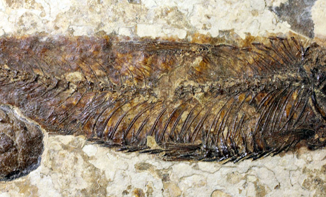 米国ワイオミング州の公式化石、およそ５０００万年前の古代魚、ナイティア（Knightia eocaena）の化石（その3）