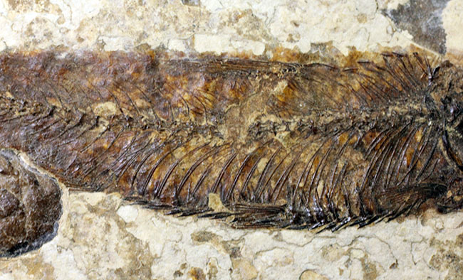 米国ワイオミング州の公式化石、およそ5000万年前の古代魚、ナイティア(Knightia eocaena)の化石(その3)