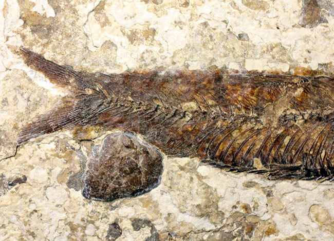 米国ワイオミング州の公式化石、およそ５０００万年前の古代魚、ナイティア（Knightia eocaena）の化石（その4）