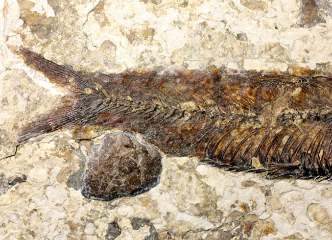 米国ワイオミング州の公式化石、およそ5000万年前の古代魚、ナイティア(Knightia eocaena)の化石(その4)
