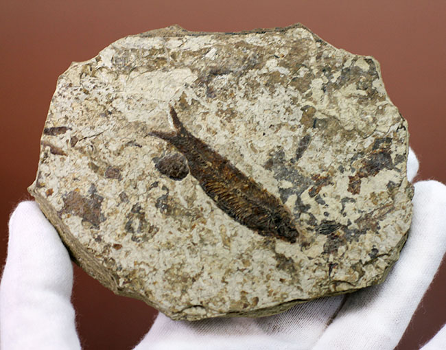 米国ワイオミング州の公式化石、およそ５０００万年前の古代魚、ナイティア（Knightia eocaena）の化石（その5）