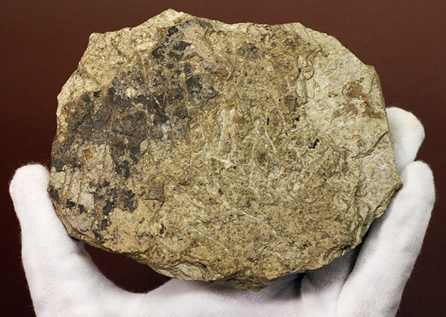 米国ワイオミング州の公式化石、およそ５０００万年前の古代魚、ナイティア（Knightia eocaena）の化石（その6）
