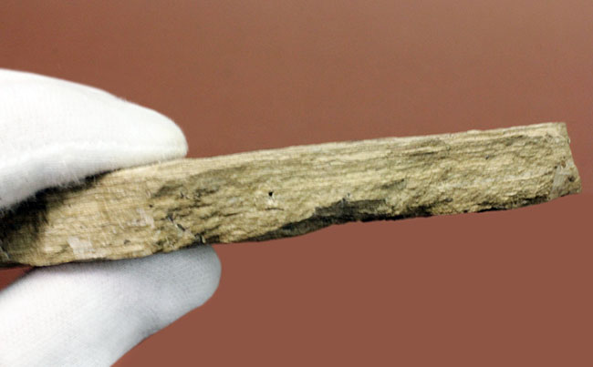 米国ワイオミング州の公式化石、およそ５０００万年前の古代魚、ナイティア（Knightia eocaena）の化石（その7）